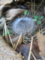 A single umbonate Mycena with dense growth of mold..